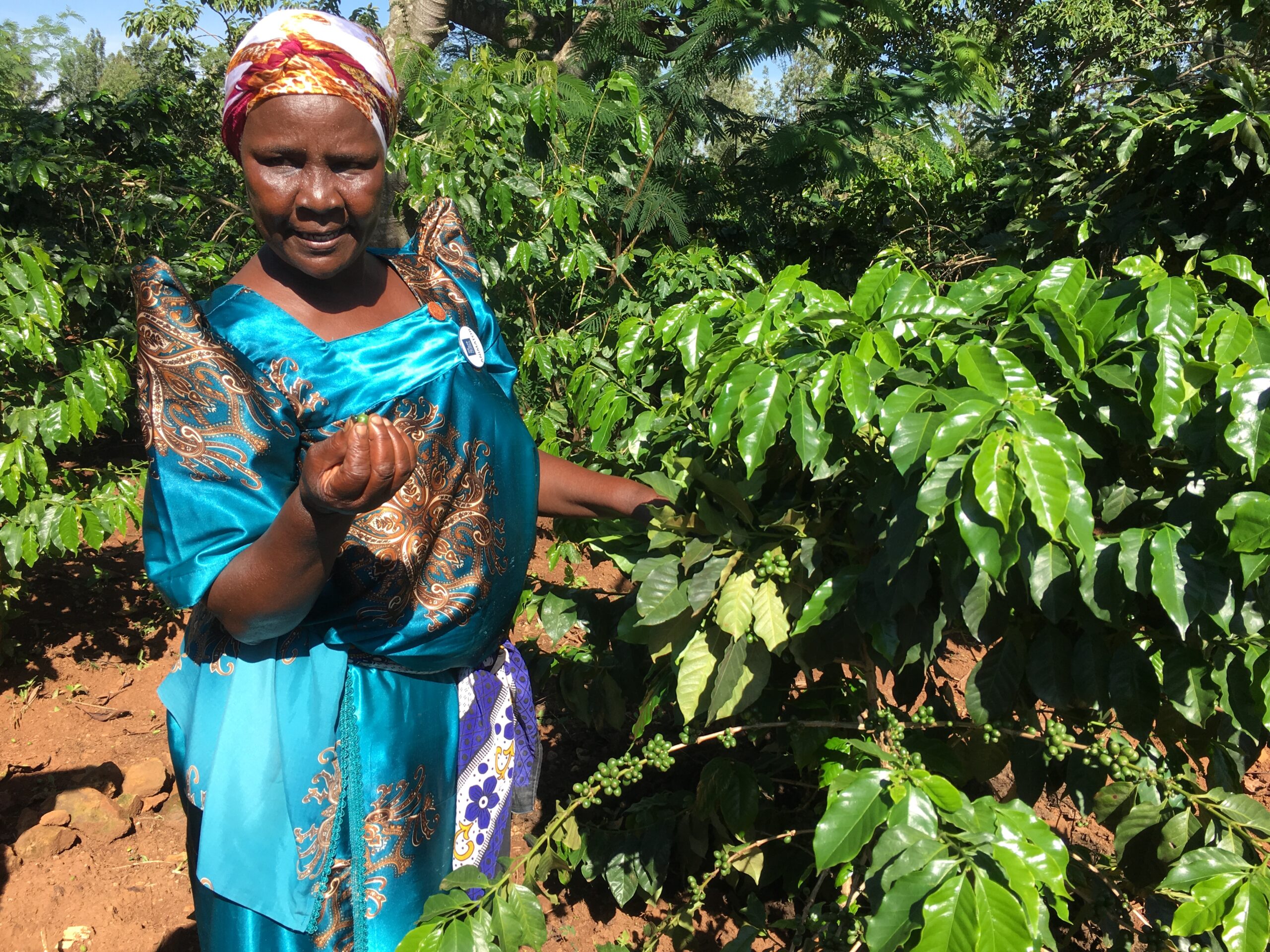 Uganda farmer field school promotes climate resilience