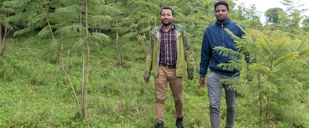 Reforestation and Tree Planting in Ethiopia