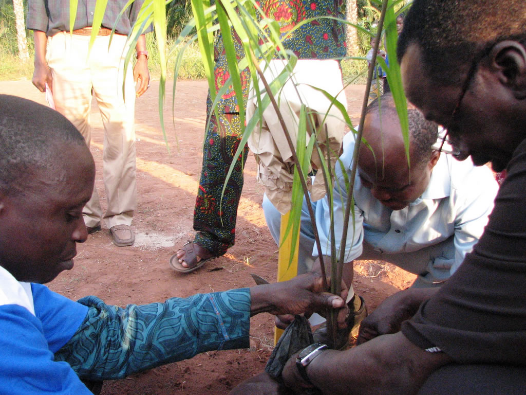Miracle Tree Combats Malnutrition in Africa