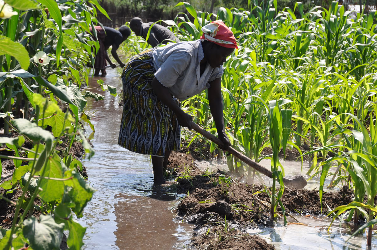 Increasing Crop Profits In Africa